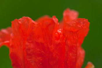 Fleur de grenade - © Norbert Pousseur