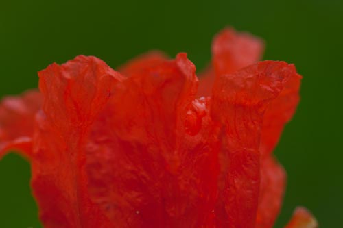 Pétale de fleur de grenade - © Norbert Pousseur