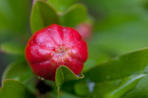 Bouton de fleur de grenade - © Norbert Pousseur