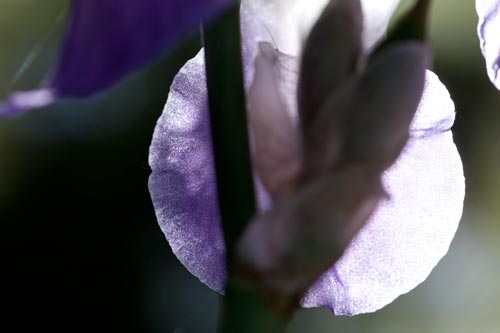 Iris sol - © Norbert Pousseur