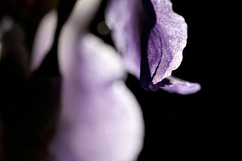 Iris - © Norbert Pousseur