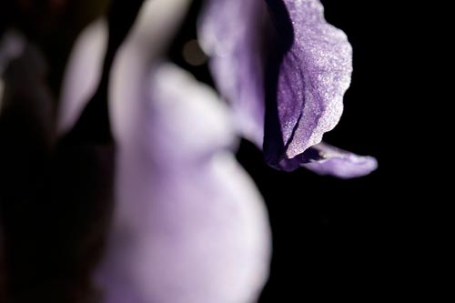 Iris sombreado - © Norbert Pousseur