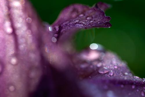 Iris petal - © Norbert Pousseur