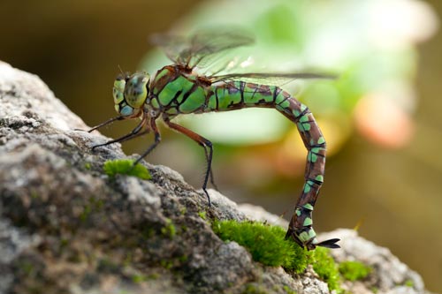 Dragonfly trying to lay its eggs - © Norbert Pousseur