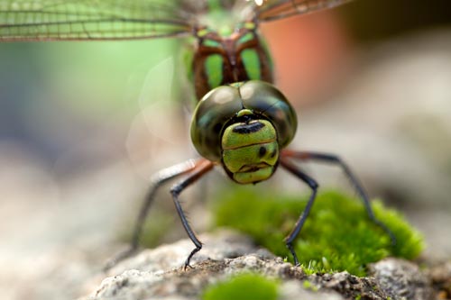 Head dragonfly - © Norbert Pousseur