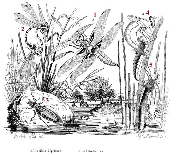 Différentes libellules - reproduction © Norbert Pousseur