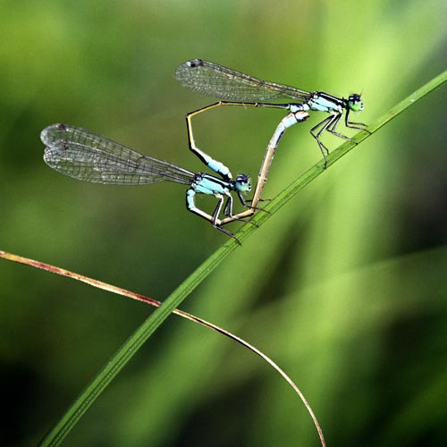 Libélula azules emparejadas - © Norbert Pousseur