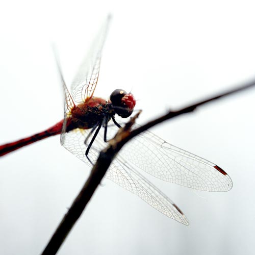 Red dragonfly - © Norbert Pousseur