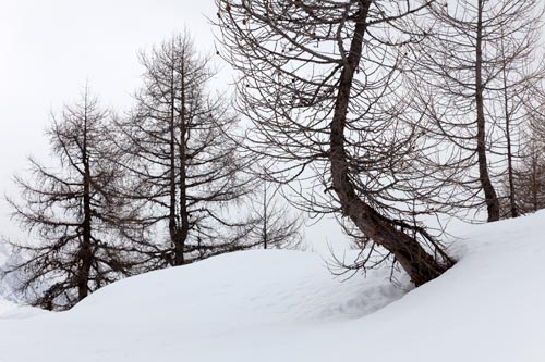 Mélèzes dans la neige - © Norbert Pousseur