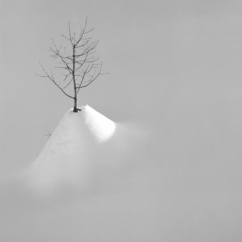 Small larch - © Norbert Pousseur