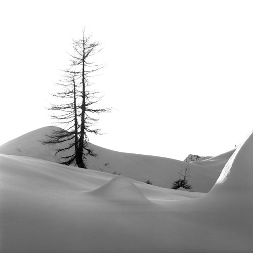 Larch in snow - © Norbert Pousseur