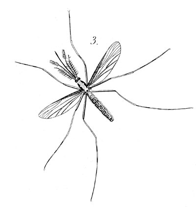 Drawing of mosquito - reproduction by © Norbert Pousseur