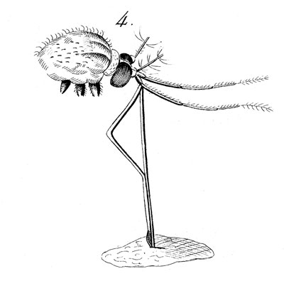 Suçoir de moustique - reproduction par  © Norbert Pousseur