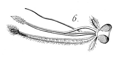 The device sucker of the mosquito - reproduction by  © Norbert Pousseur