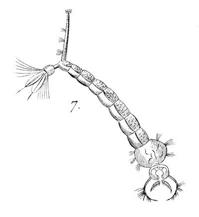 Larve de moustique - reproduction par  © Norbert Pousseur