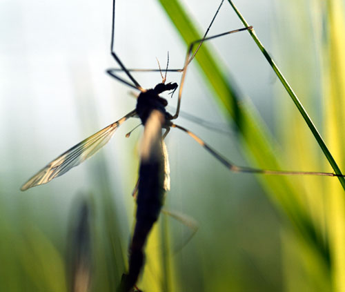 Mosquito in profile - © Norbert Pousseur