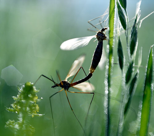 Couple de moustiques - © Norbert Pousseur