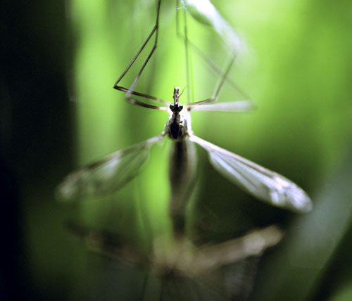 Tête de moustique - © Norbert Pousseur