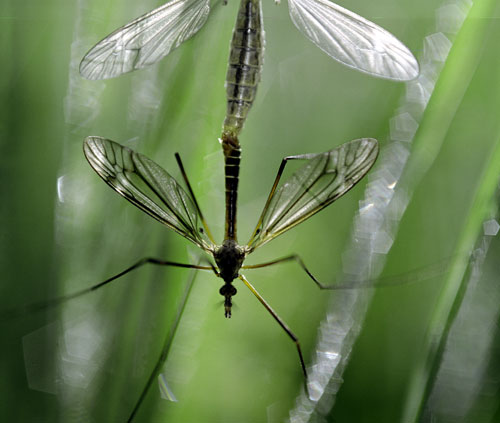 Mosquito emparejado en la hierba - © Norbert Pousseur