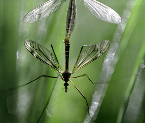 Moustique accouplé dans l'herbe - © Norbert Pousseur