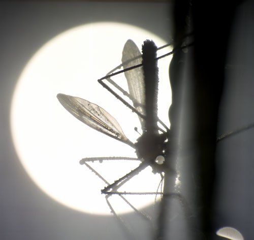 Mosquito en sombras chinescas - © Norbert Pousseur