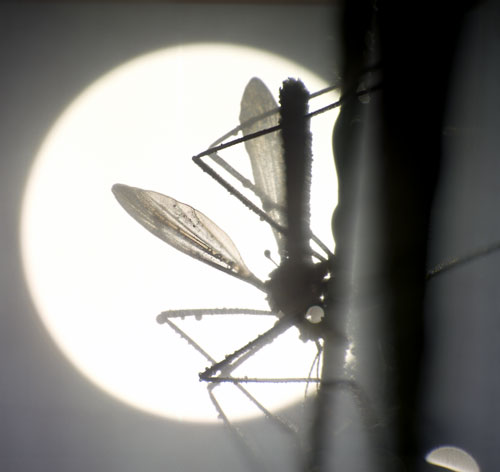 Moustique en ombres chinoises - © Norbert Pousseur