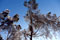 Pines of Provence under the snow - © Norbert Pousseur