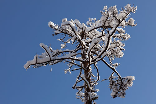 Pin sec sous la neige - © Norbert Pousseur