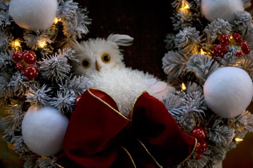 Hibou de Noël - © Norbert Pousseur