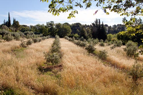 Field of olive trees - © Norbert Pousseur