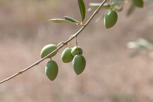 Branch of olive tree and its olives - © Norbert Pousseur