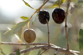 Olives à cueillir - © Norbert Pousseur