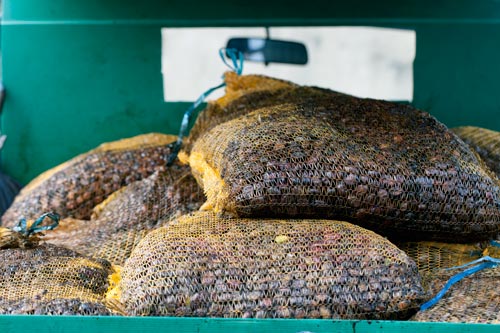 Bolsa de aceitunas - © Norbert Pousseur