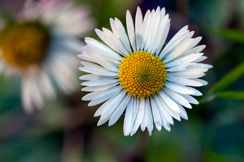 Corolla of daisy - © Norbert Pousseur