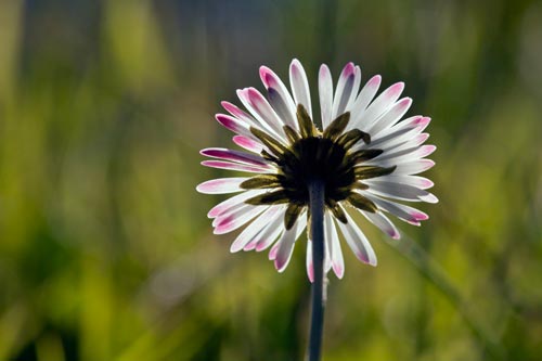 Daisy of back - © Norbert Pousseur