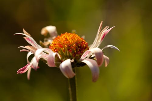 Withered daisy - © Norbert Pousseur