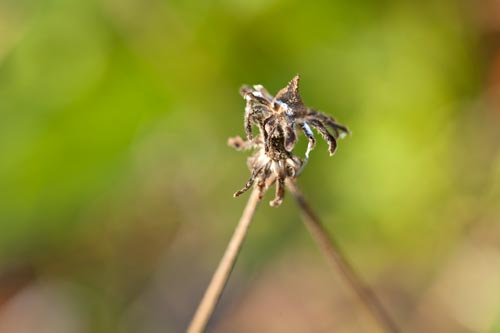 Skeleton of daisy - © Norbert Pousseur