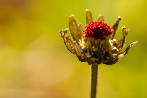 Daisy in seed - © Norbert Pousseur