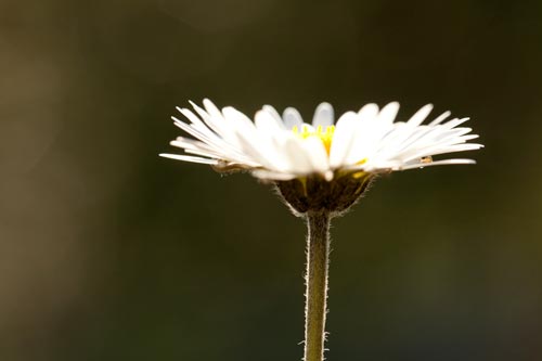 Pâquerette en coupe - © Norbert Pousseur