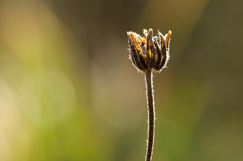 Dried daisy - © Norbert Pousseur