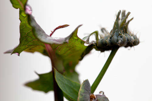 Sonchus arvensis - © Norbert Pousseur