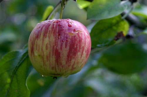 Manzana sobre el árbol - © Norbert Pousseur