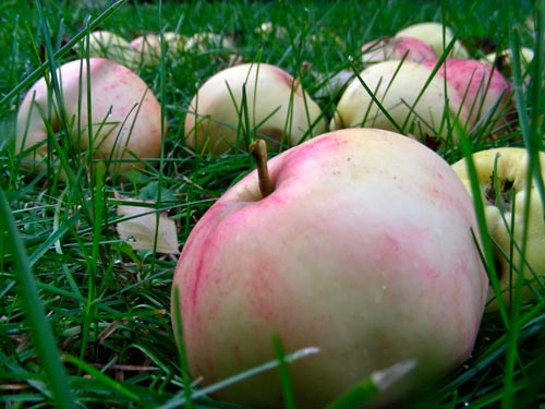 Apples of Riga - © Norbert Pousseur