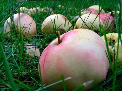 Pommes de Riga - © Norbert Pousseur