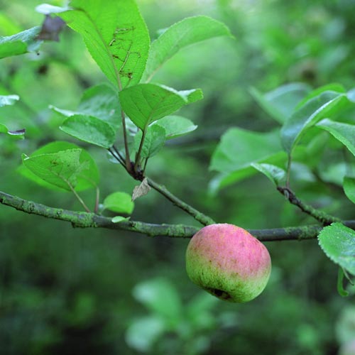 Pomme dans le vert - © Norbert Pousseur