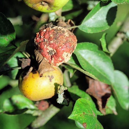 Enfermedad de manzana - © Norbert Pousseur