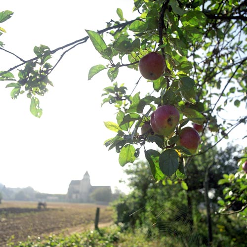 Apple tree to Bussy St Martin - © Norbert Pousseur