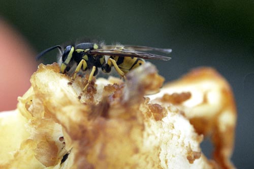 Manzana comida por una avispa - © Norbert Pousseur