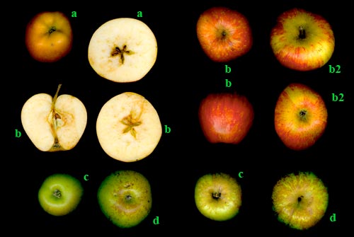 Panorama de pommes  - © Norbert Pousseur