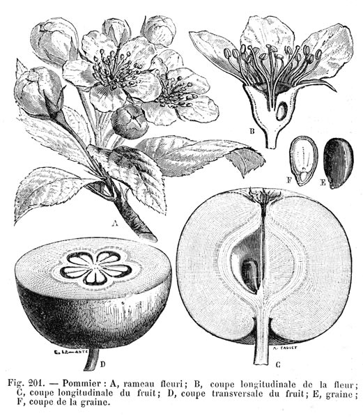 Pomme - schémas - reproduction © Norbert Pousseur